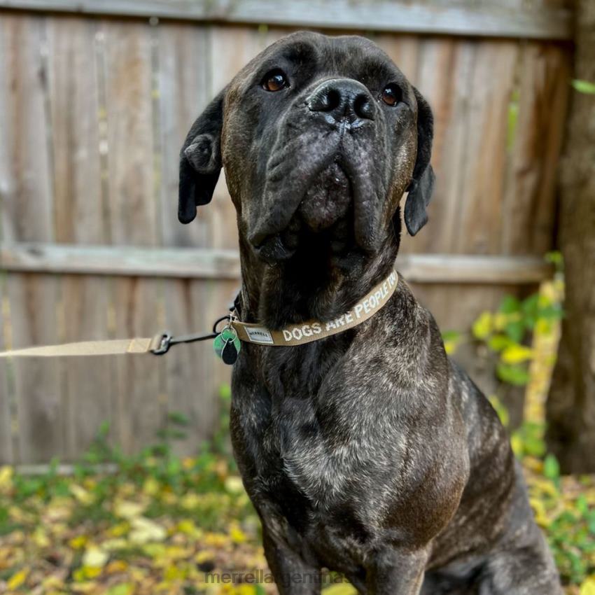 unisexo accesorios tinte sepia NL2ZZ271 Merrell collar de perro (jaf26691-176)